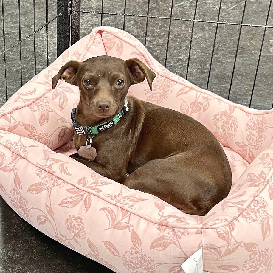 Enlarge Tay Tay, a Adoptable Chihuahua in Flower Mound, TX image 3/4