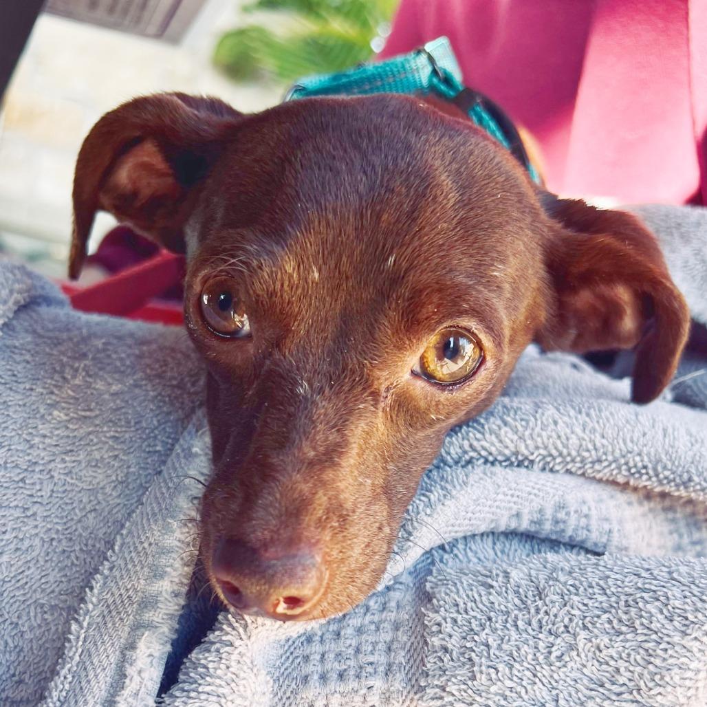 Enlarge Tay Tay, a Adoptable Chihuahua in Flower Mound, TX image 4/4