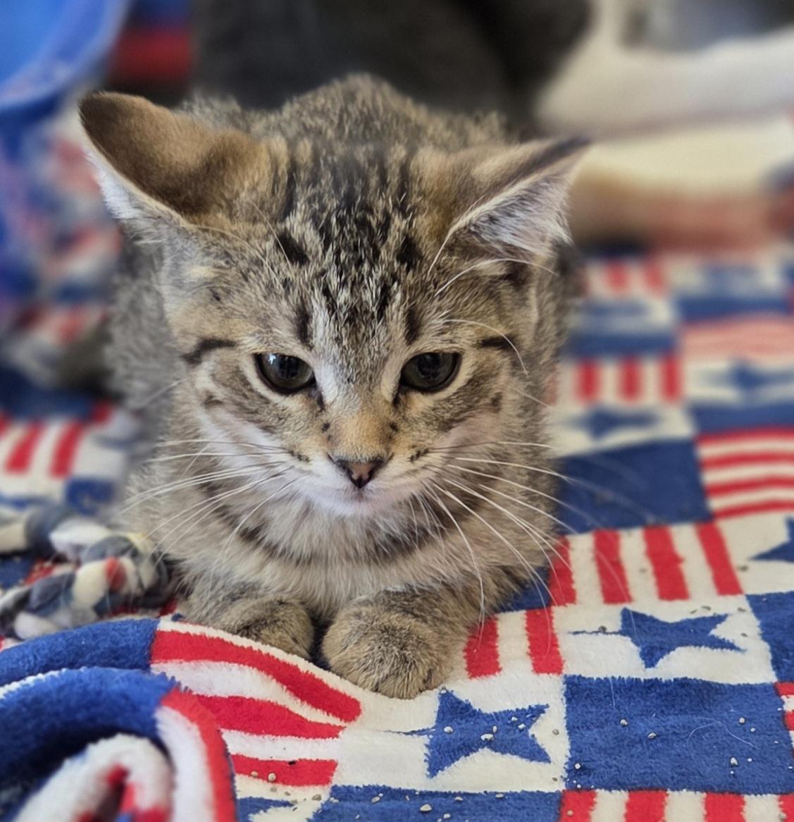 Bubbles (sisters are Fizz and Spritz), a ADOPTABLE Tabby in Brighton, MI image 4/5