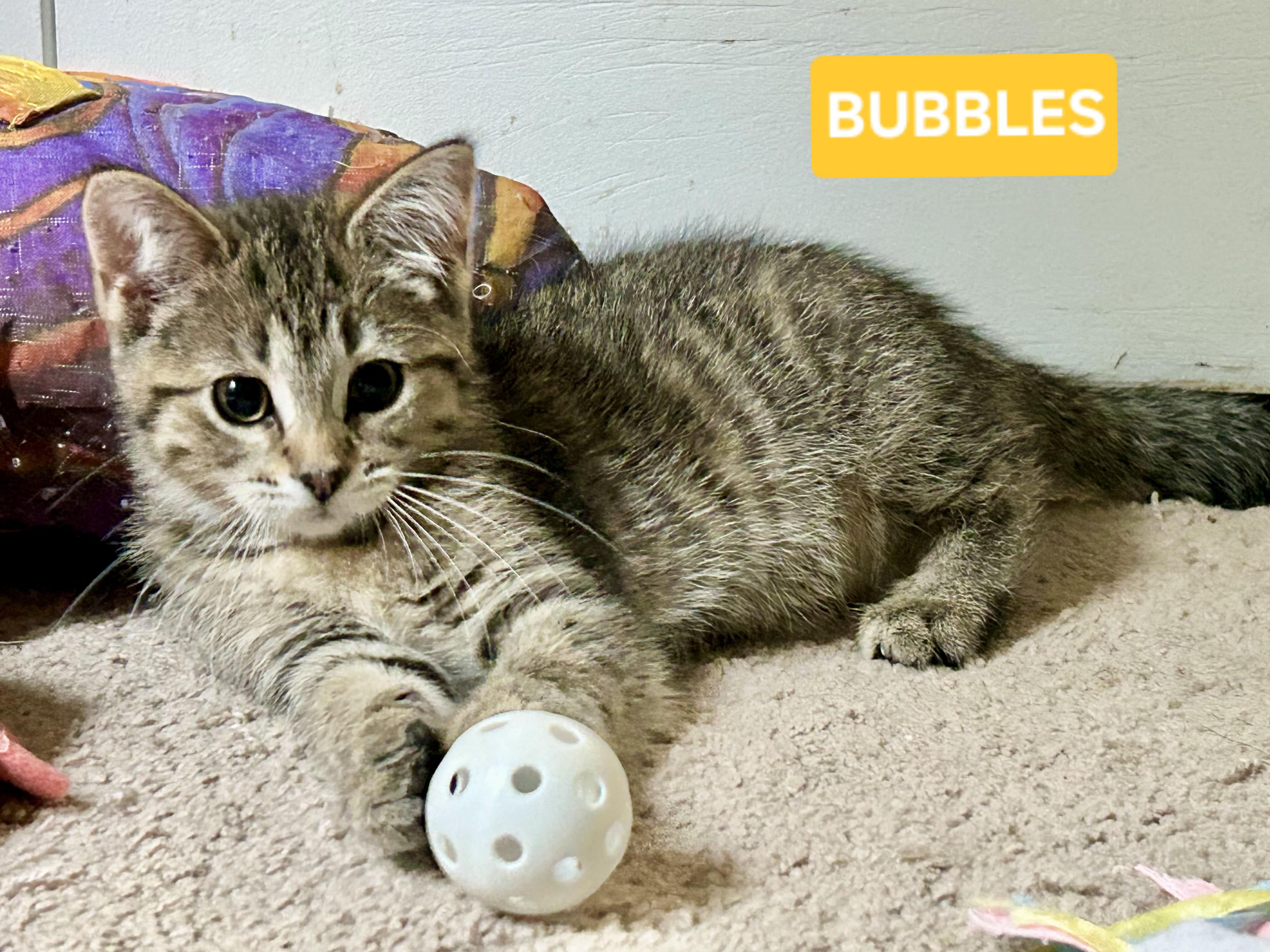 Bubbles (sisters are Fizz and Spritz), a ADOPTABLE Tabby in Brighton, MI image 1/5