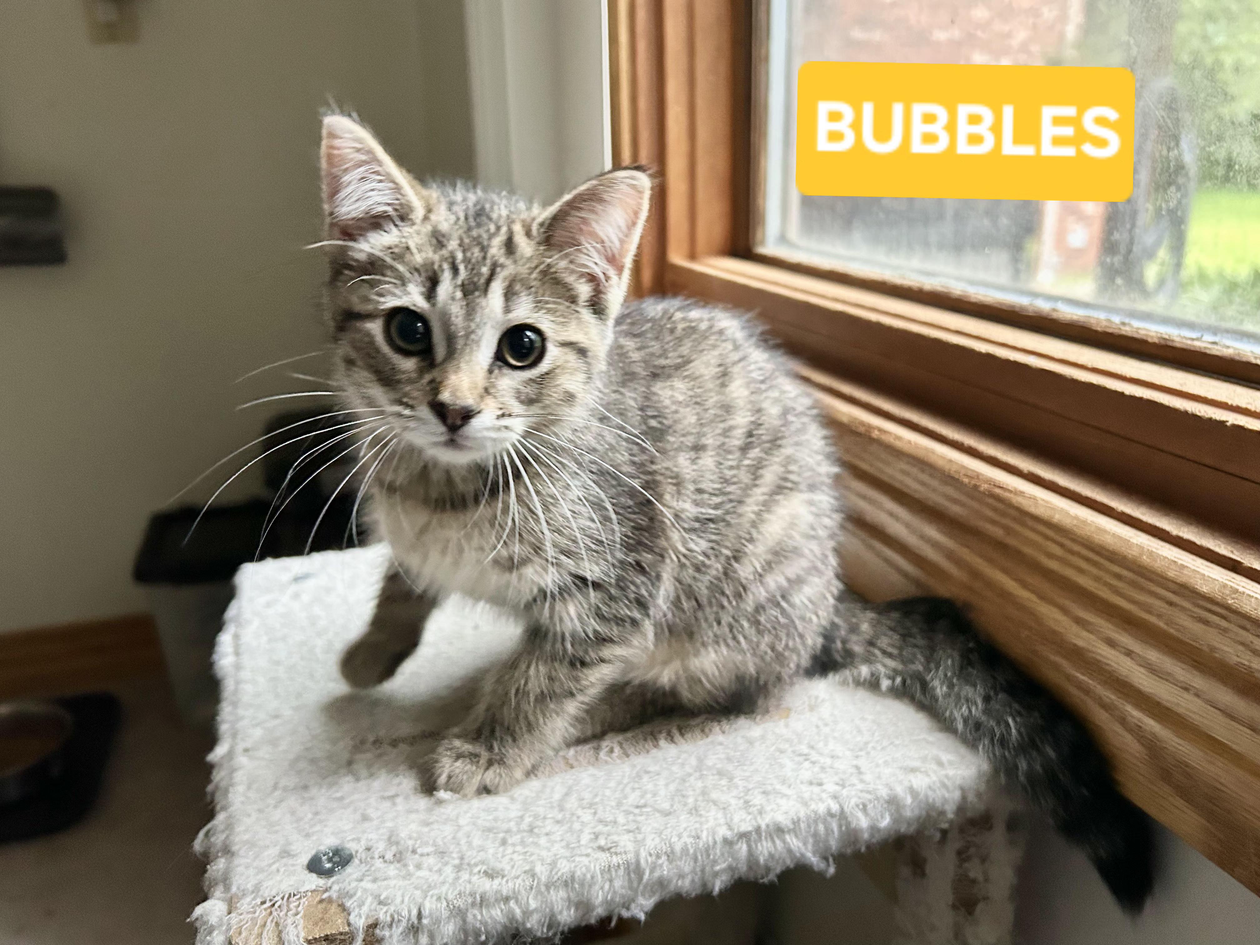 Bubbles (sisters are Fizz and Spritz), a ADOPTABLE Tabby in Brighton, MI image 2/5