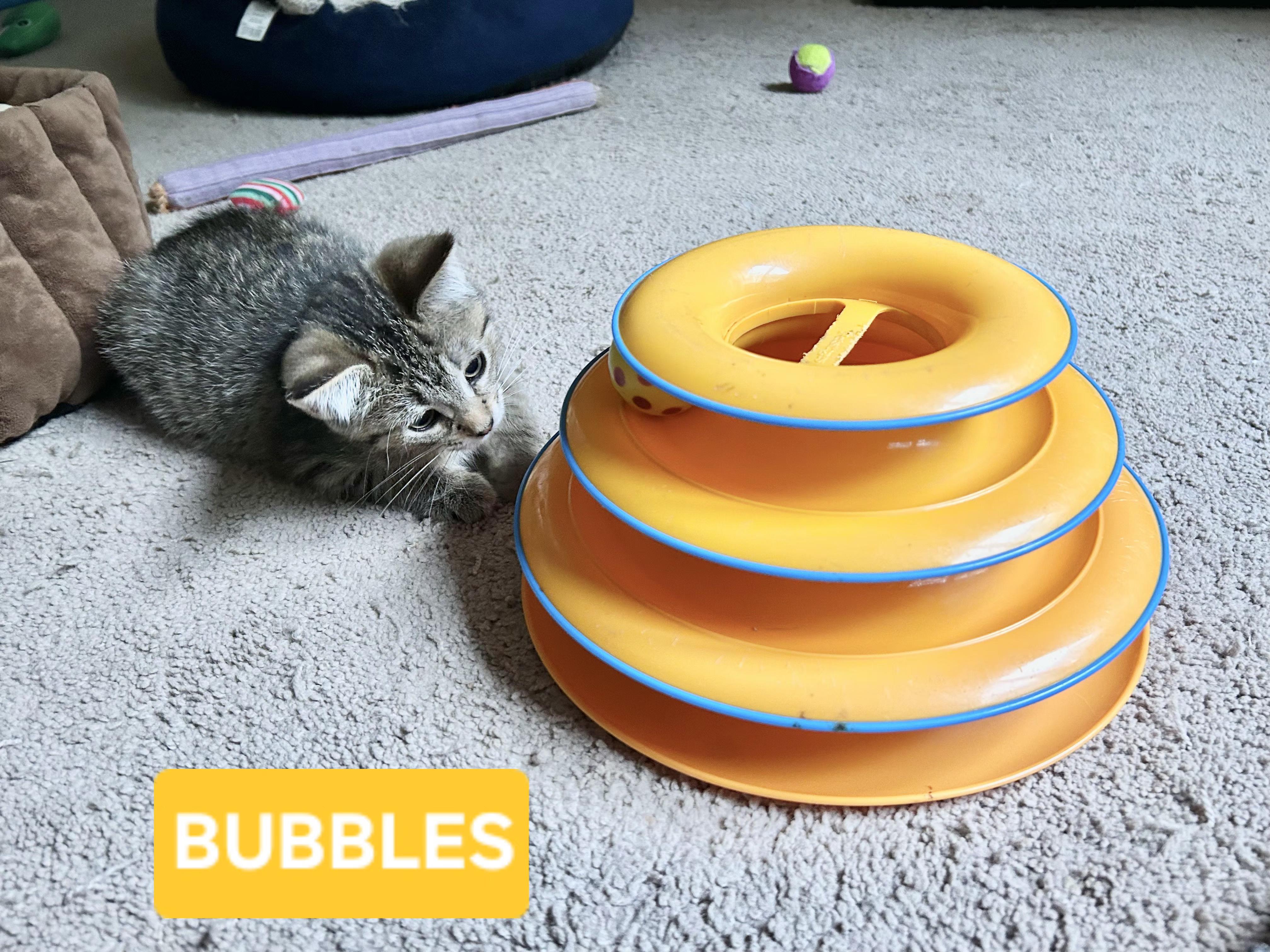 Bubbles (sisters are Fizz and Spritz), a ADOPTABLE Tabby in Brighton, MI image 5/5