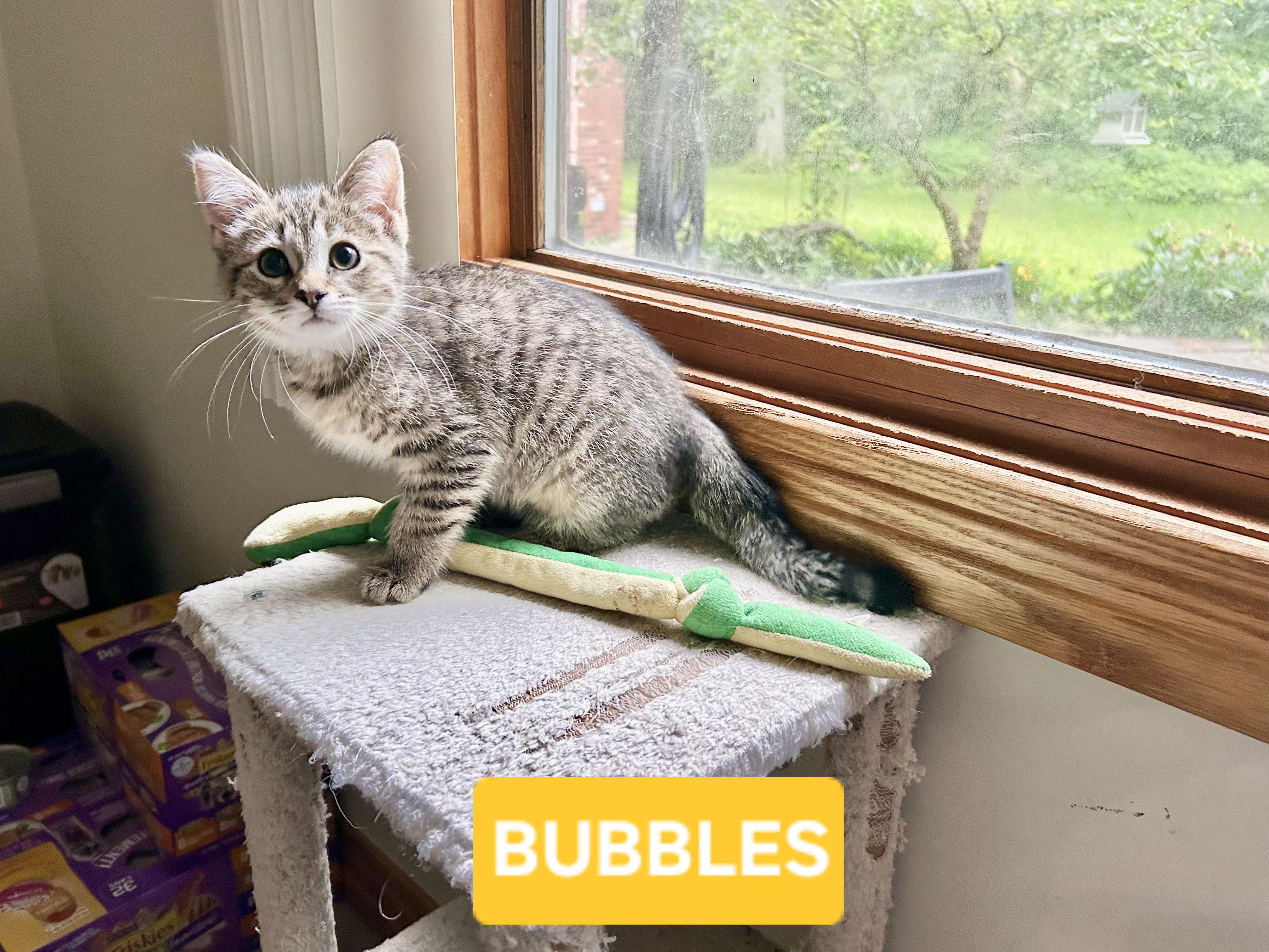 Bubbles (sisters are Fizz and Spritz), a ADOPTABLE Tabby in Brighton, MI image 3/5