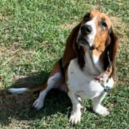LADY, Adoptable, Young Female Basset Hound.