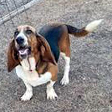 Enlarge LADY, a Adoptable Basset Hound in Mays Landing, NJ image 2/3