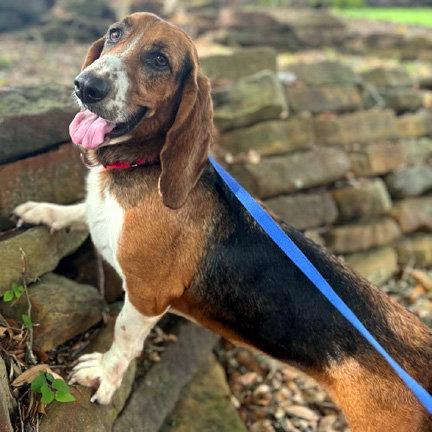 Enlarge LADY, a Adoptable Basset Hound in Mays Landing, NJ image 3/3