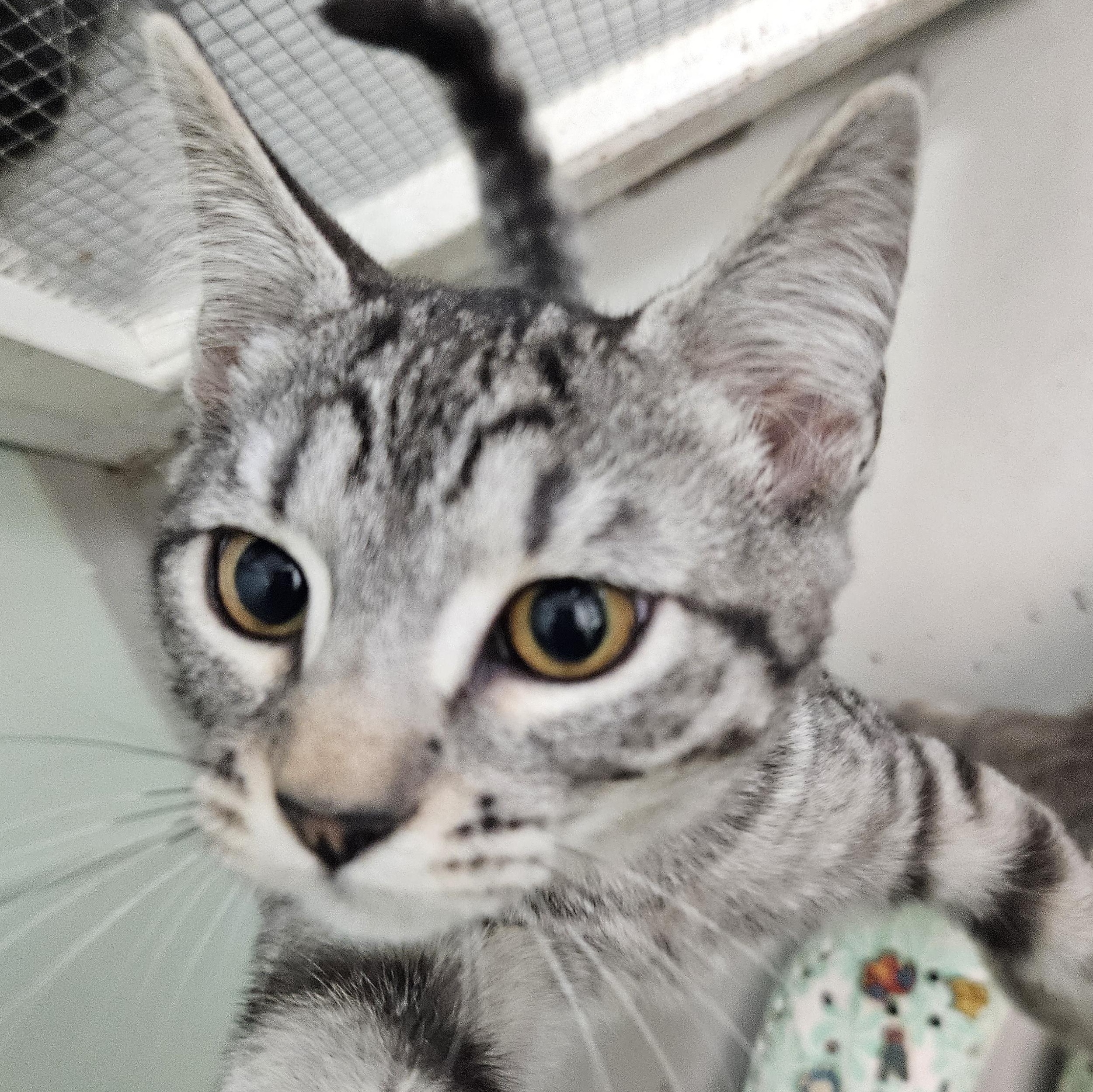 Roo (& Kanga), Adoptable, Kitten Female Domestic Short Hair.
