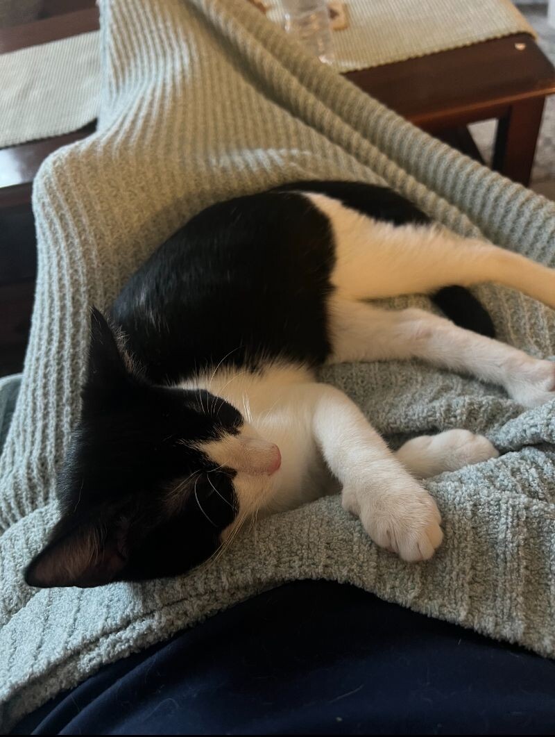 Cat for adoption Isaac Crown, a Tuxedo & Domestic Short Hair Mix in