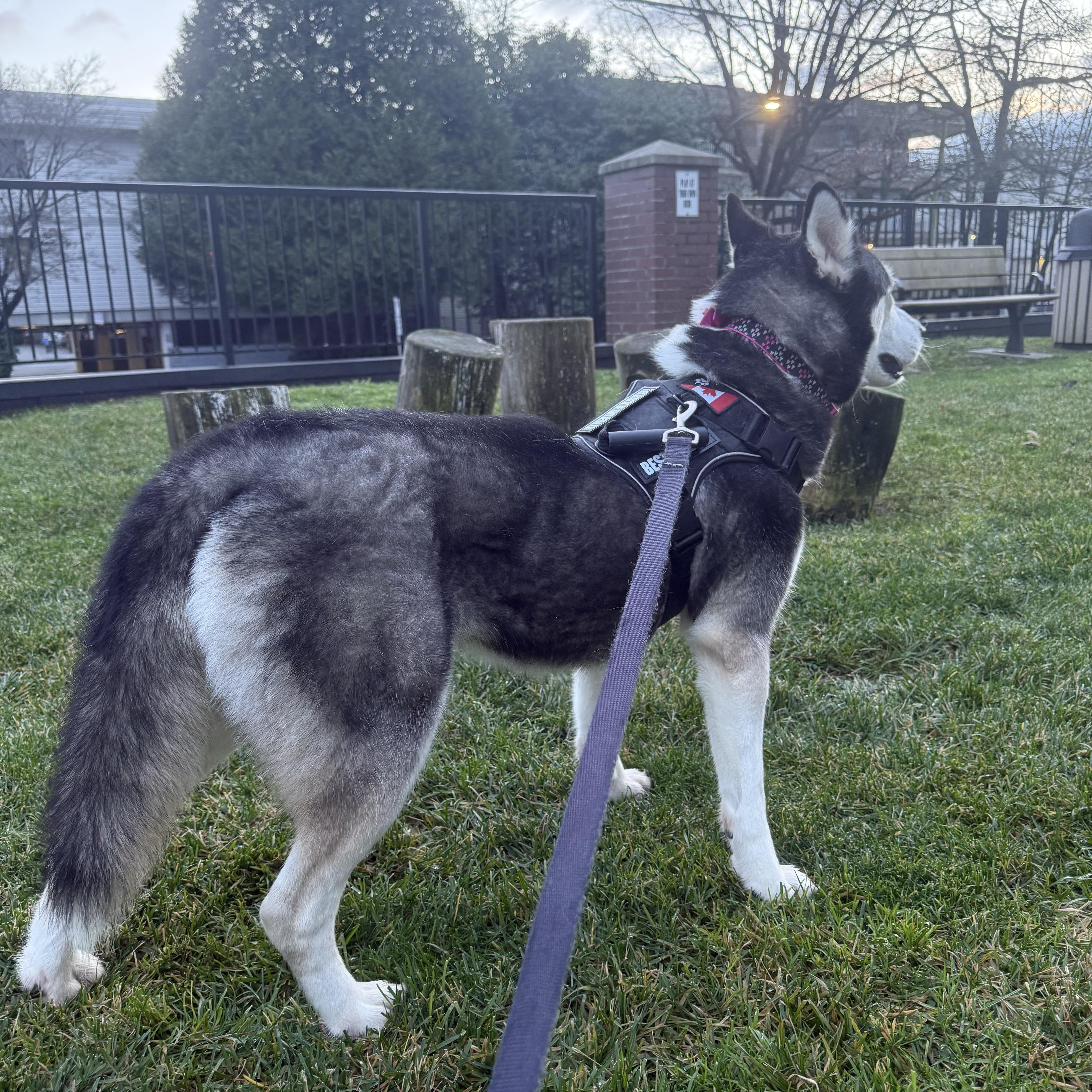 Enlarge Shiloh, a Adoptable Siberian Husky in Langley, BC image 1/6