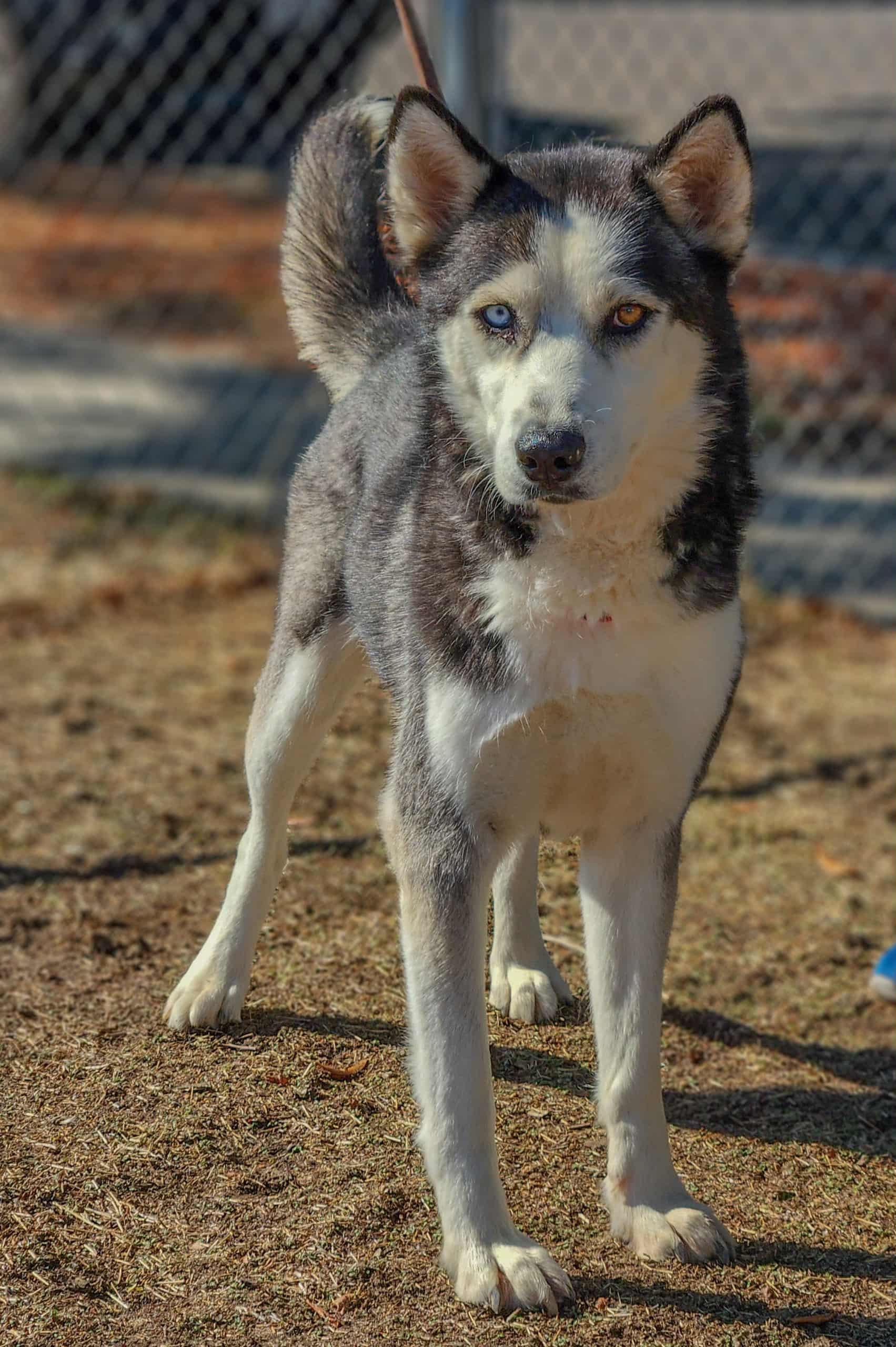 Enlarge Shiloh, a Adoptable Siberian Husky in Langley, BC image 2/6
