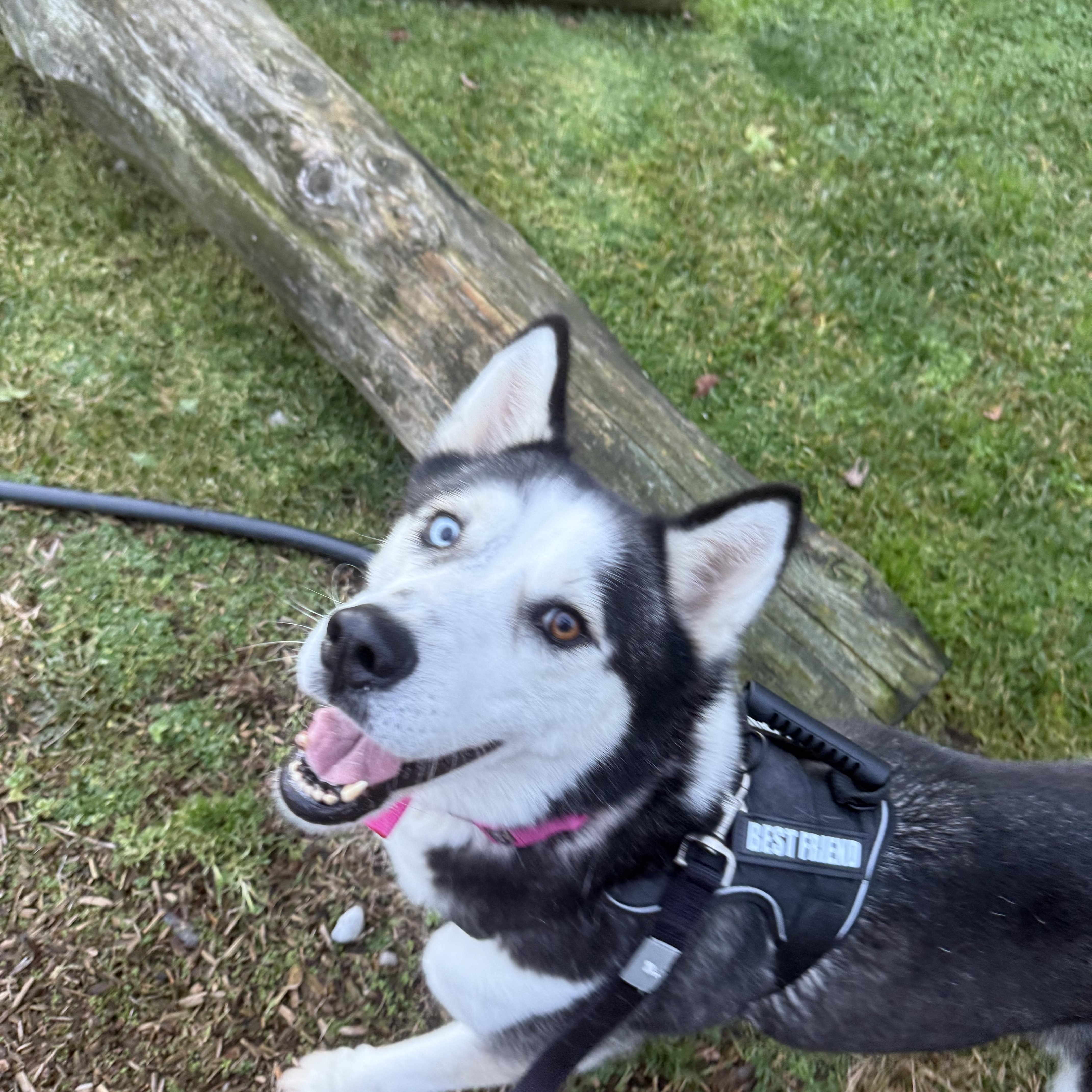 Enlarge Shiloh, a Adoptable Siberian Husky in Langley, BC image 3/6