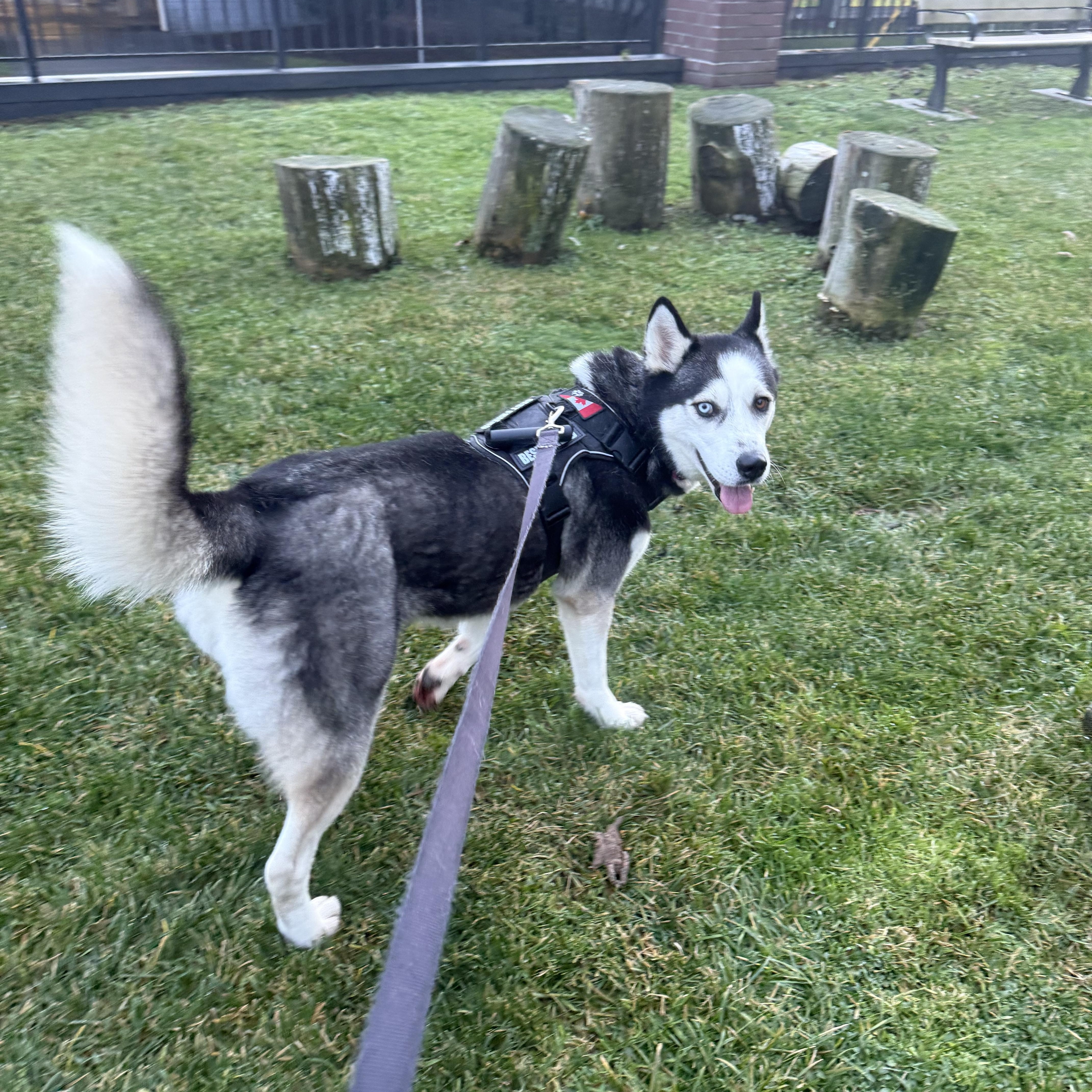 Enlarge Shiloh, a Adoptable Siberian Husky in Langley, BC image 4/6