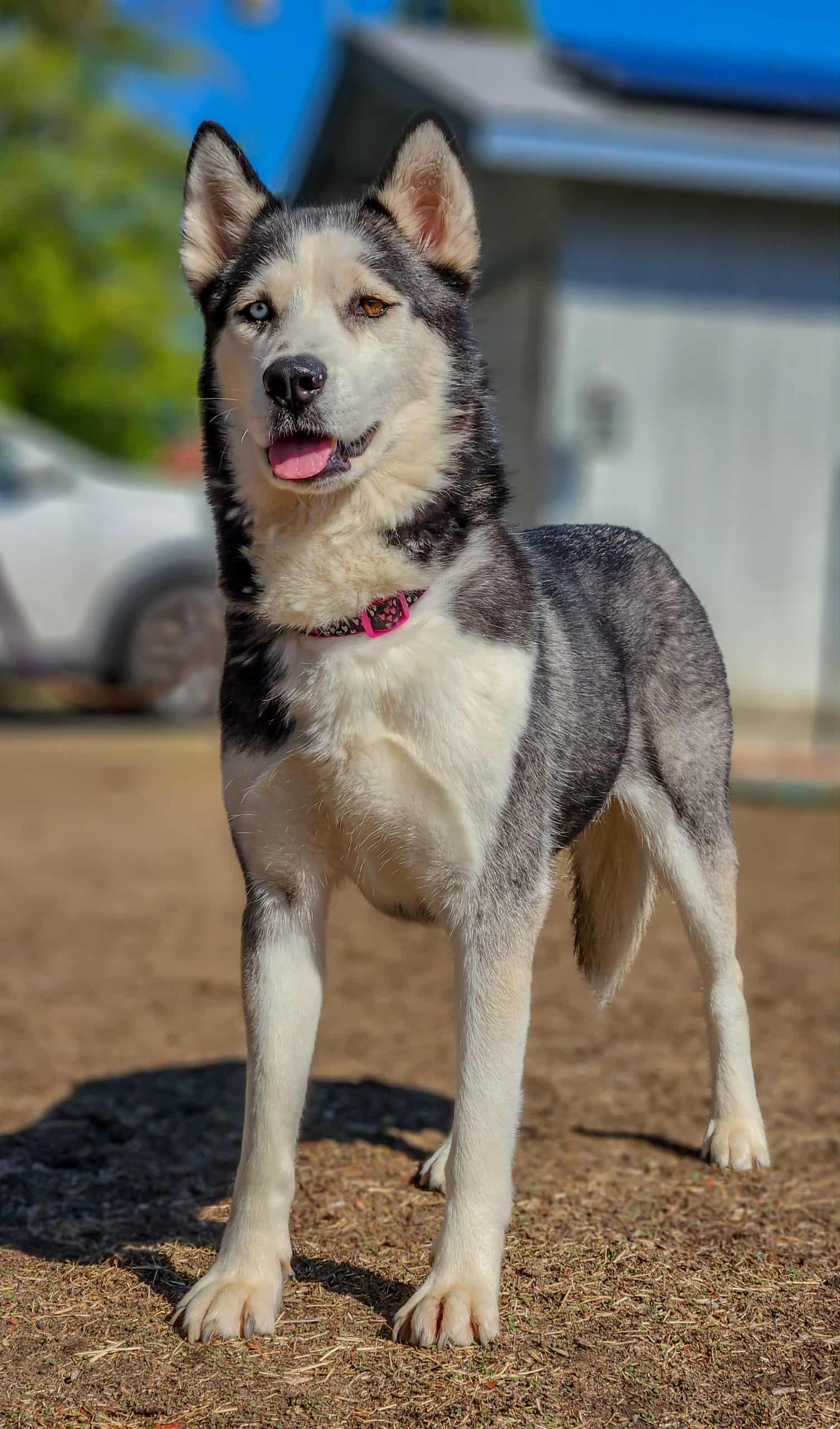 Enlarge Shiloh, a Adoptable Siberian Husky in Langley, BC image 5/6