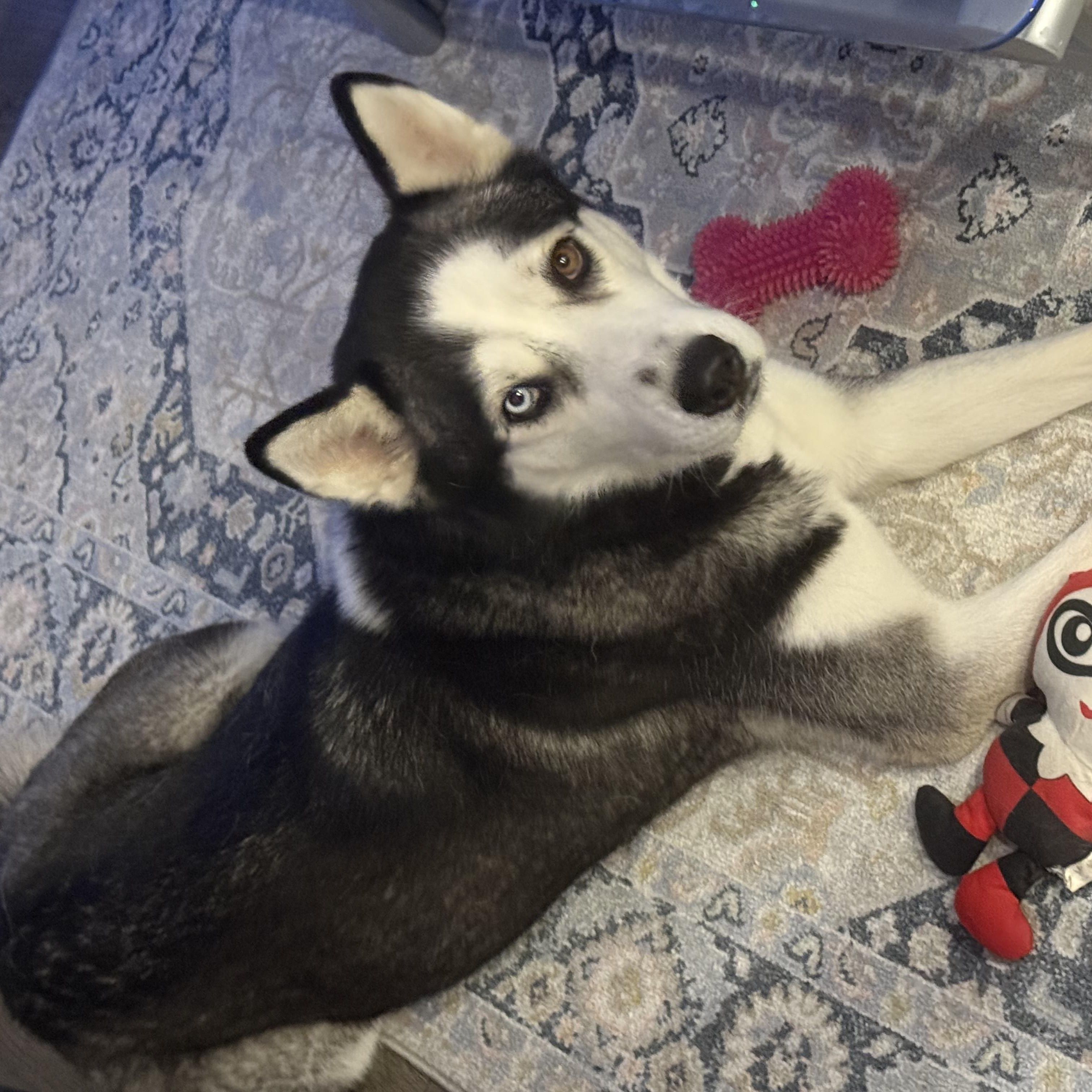 Enlarge Shiloh, a Adoptable Siberian Husky in Langley, BC image 6/6