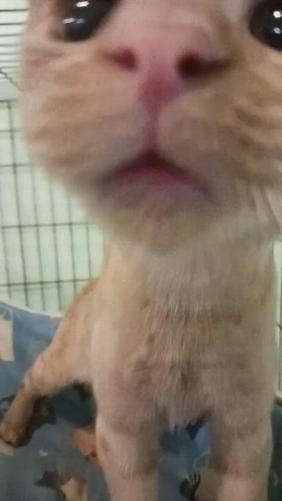 Enlarge Viktor, a Adoptable Domestic Short Hair in New Castle, DE video 4/4