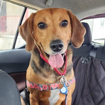 Fillion, Adoptable, Adult Male Hound & Mixed Breed.