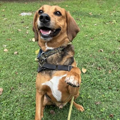 Enlarge Fillion, a Adoptable mixed breed in Richmond, VA image 6/6