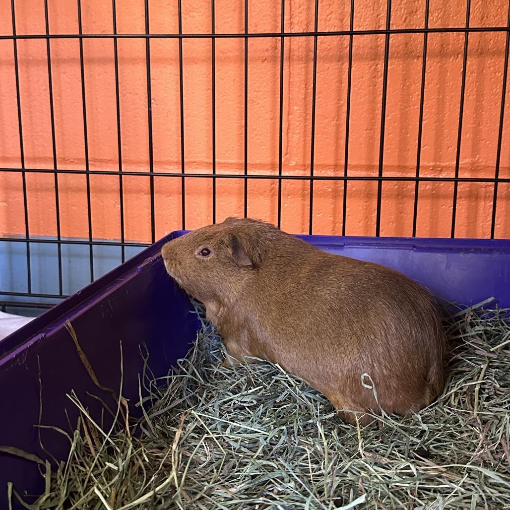Enlarge Tarzan, a Adoptable Guinea Pig in Brockton, MA image 1/1