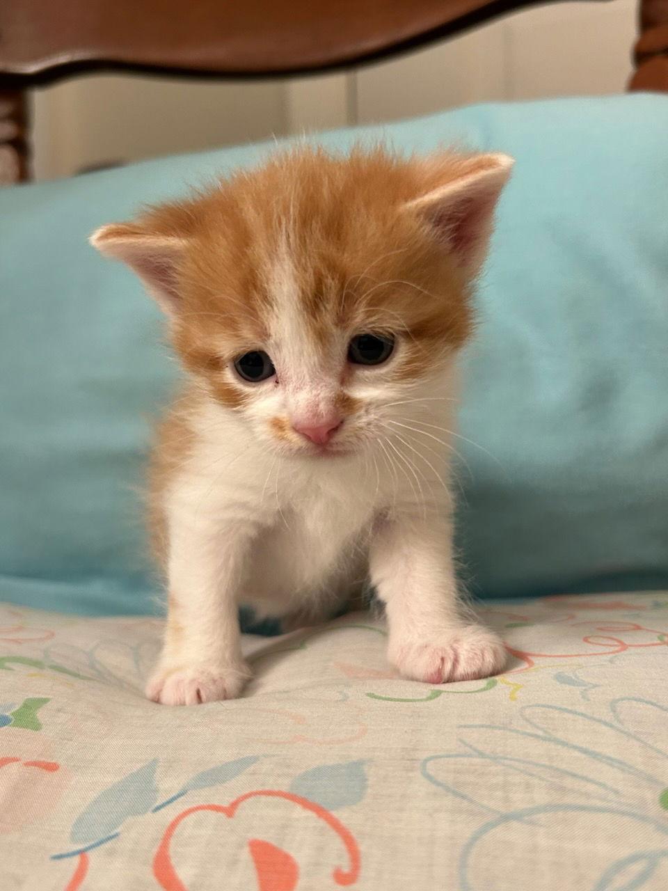 Del Monte (Available 1/9/26), a Adoptable Domestic Short Hair in Williamsburg, IA image 1/3