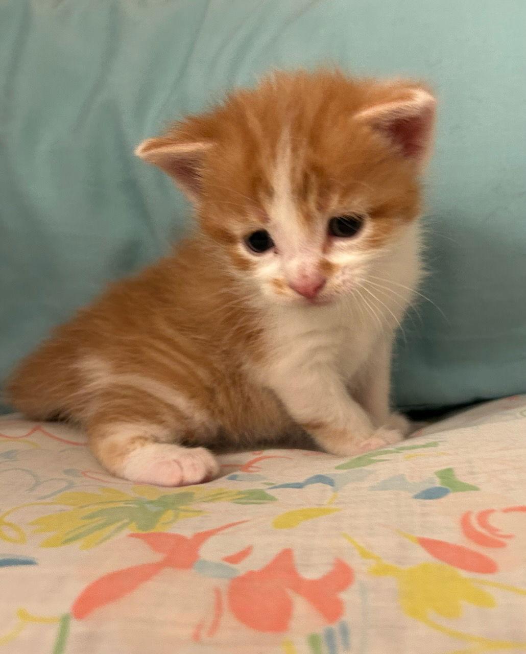 Del Monte (Available 1/9/26), a Adoptable Domestic Short Hair in Williamsburg, IA image 3/3