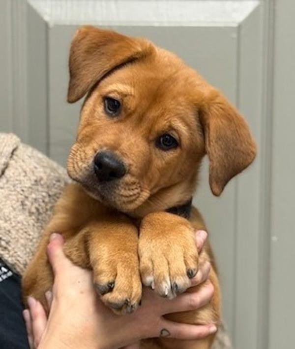 Enlarge Tater, a Adoptable mixed breed in Littleton, CO image 1/1