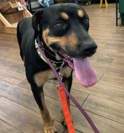 Kingsley, ADOPTABLE, Young Male Rottweiler.
