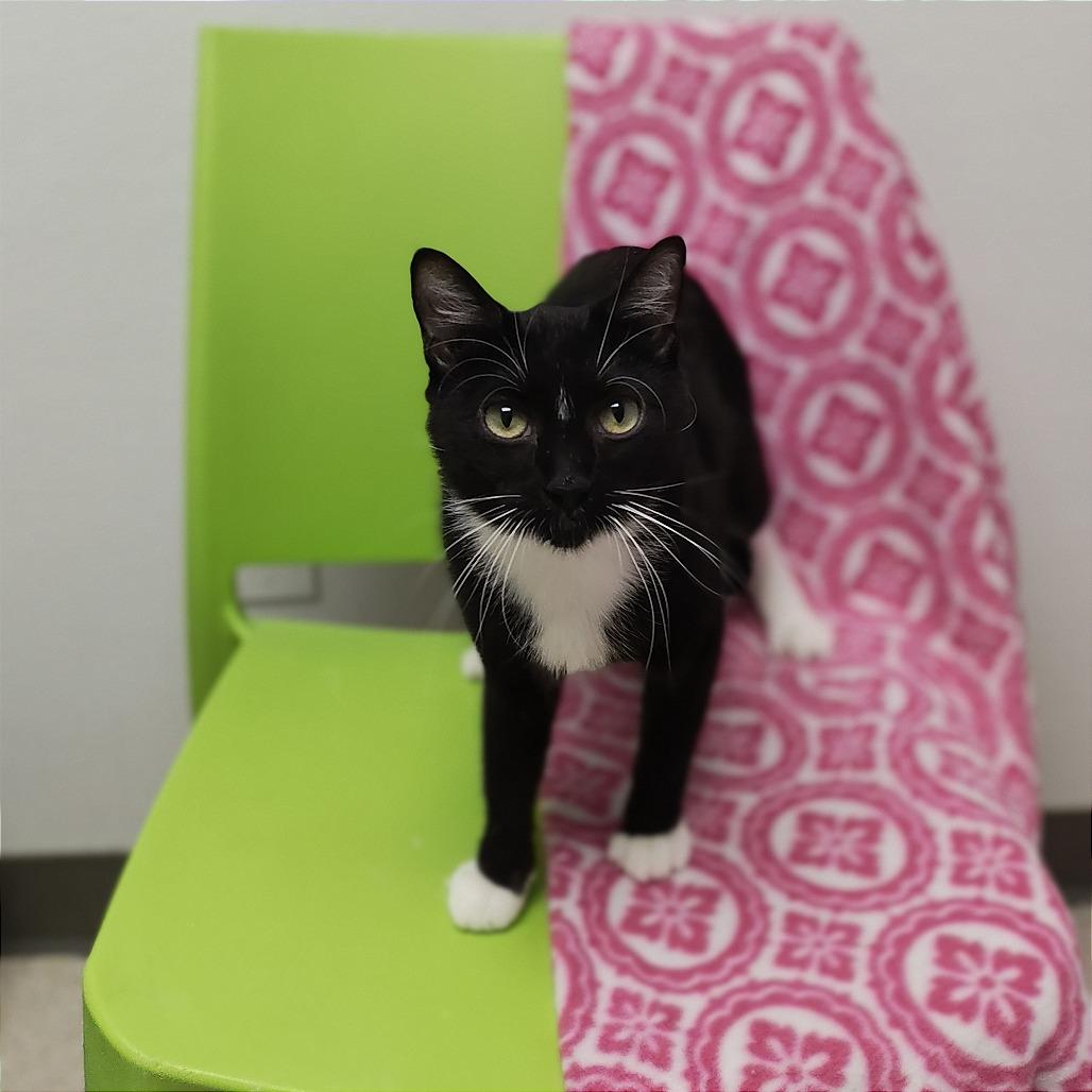 Dorothy, Adoptable, Adult Female Domestic Short Hair.