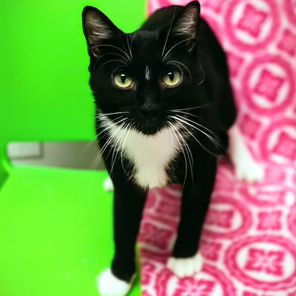 Enlarge Dorothy, a Adoptable Domestic Short Hair in St. Helena, CA image 2/6