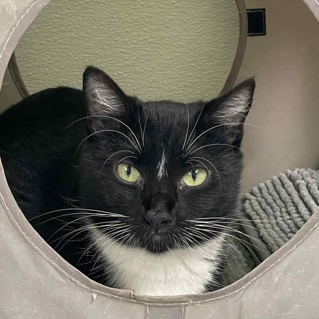 Enlarge Dorothy, a Adoptable Domestic Short Hair in St. Helena, CA image 3/6