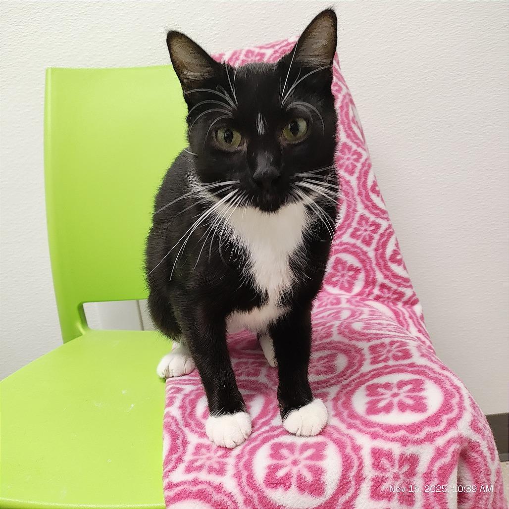 Enlarge Dorothy, a Adoptable Domestic Short Hair in St. Helena, CA image 5/6