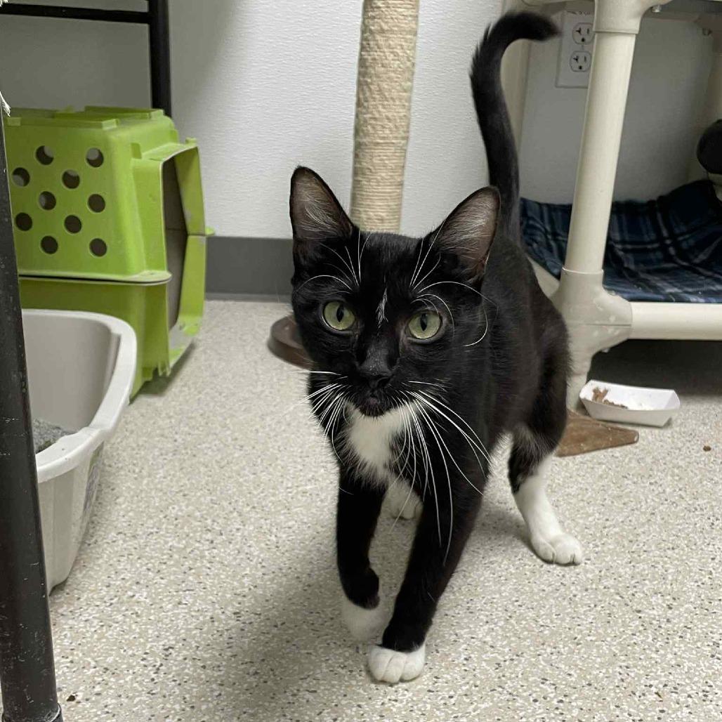Enlarge Dorothy, a Adoptable Domestic Short Hair in St. Helena, CA image 6/6