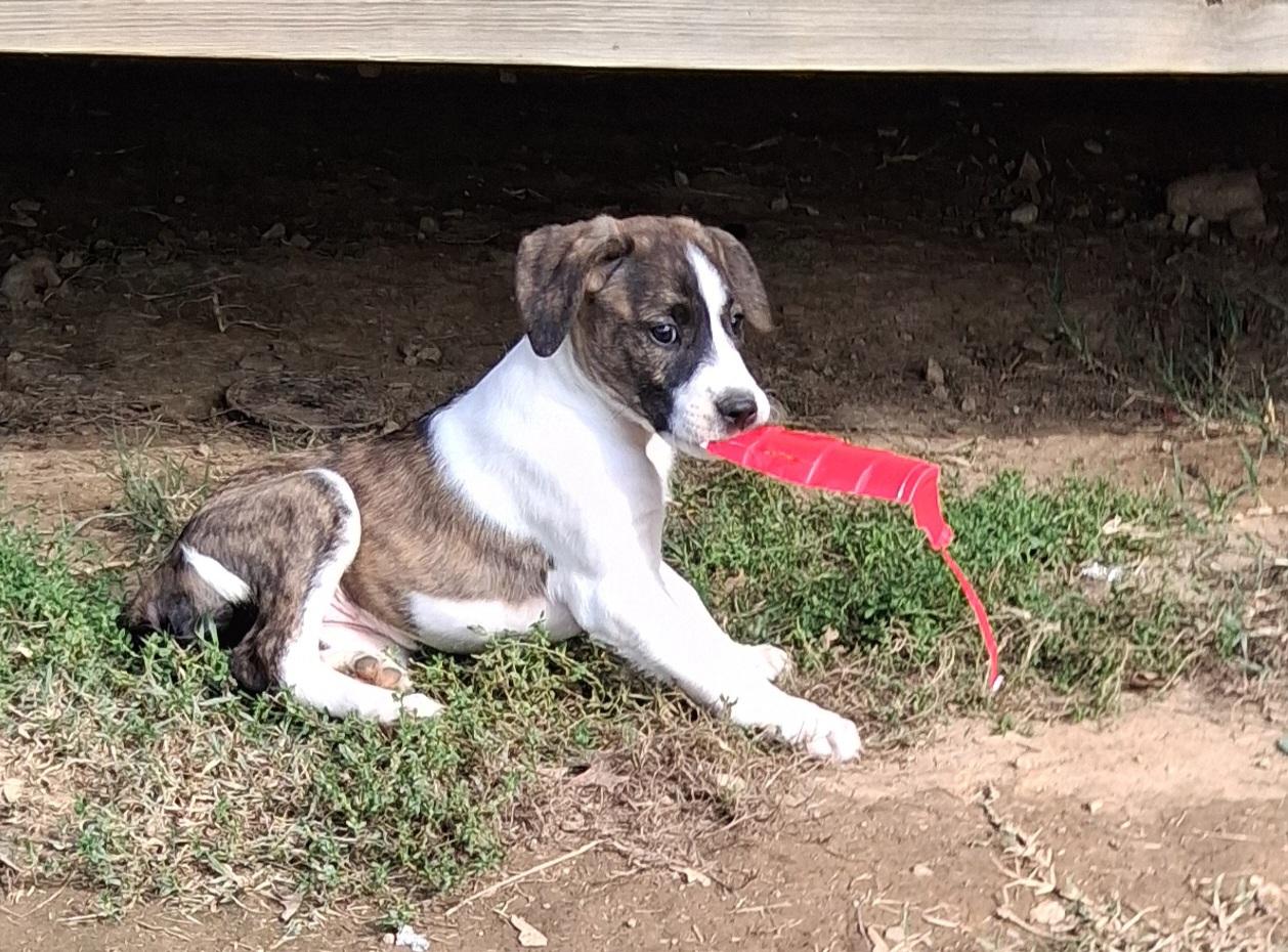 Enlarge Donna, a Adoptable mixed breed in Louisville, KY image 2/4