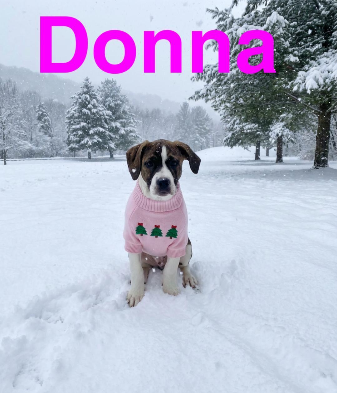 Enlarge Donna, a Adoptable mixed breed in Louisville, KY image 1/4
