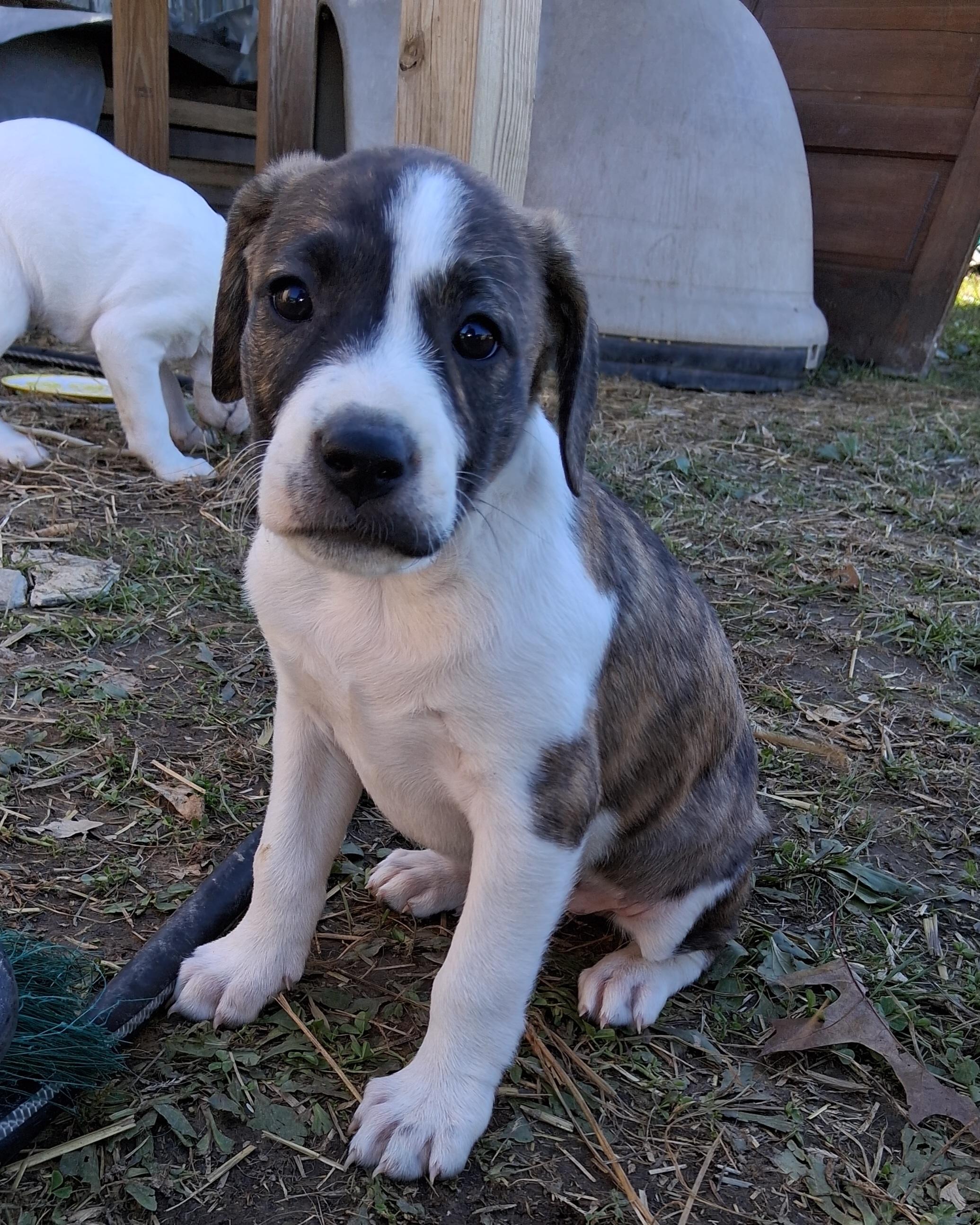 Enlarge Donna, a Adoptable mixed breed in Louisville, KY image 3/4