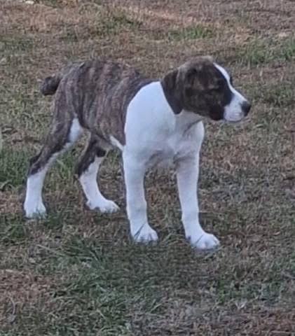 Enlarge Donna, a Adoptable mixed breed in Louisville, KY image 4/4