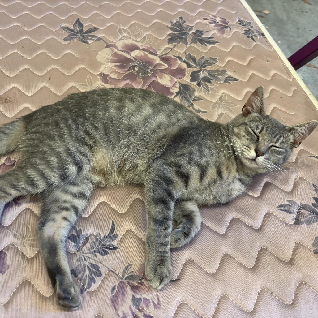Blossom, a Adoptable Domestic Short Hair in Richmond, VA image 4/6