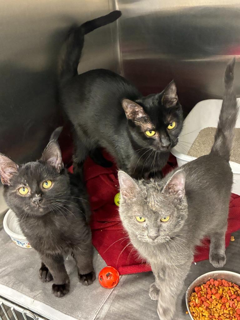 Enlarge Onyx, a Adoptable mixed breed in Portland, IN image 1/1