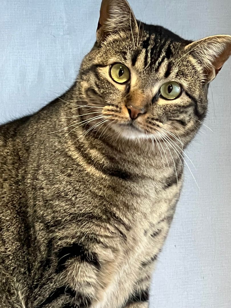 Deb - Cushy barn home candidate, a Adoptable Domestic Short Hair in Butte, MT image 3/3