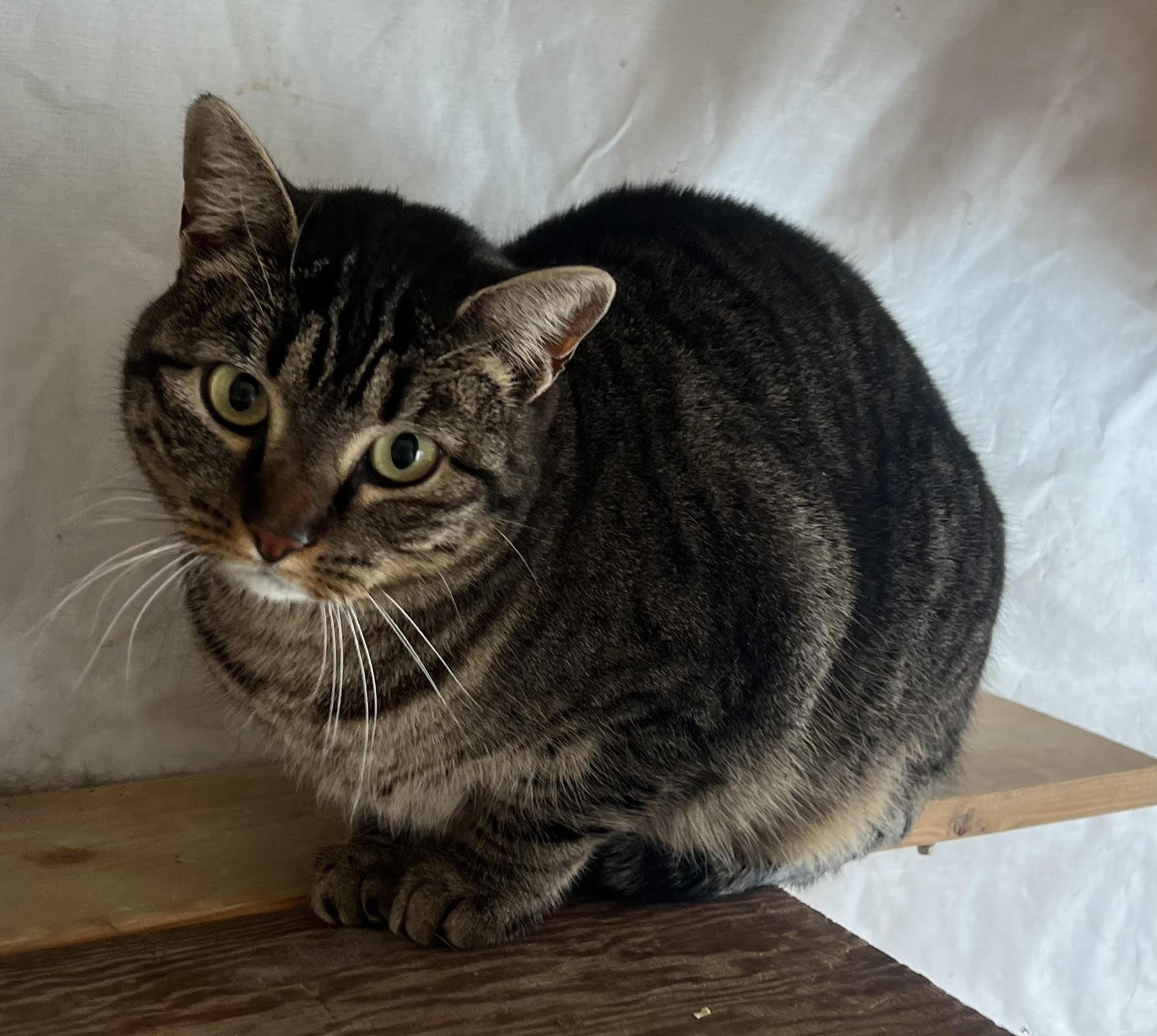 Deb - Cushy barn home candidate, Adoptable, Adult Female Domestic Short Hair.