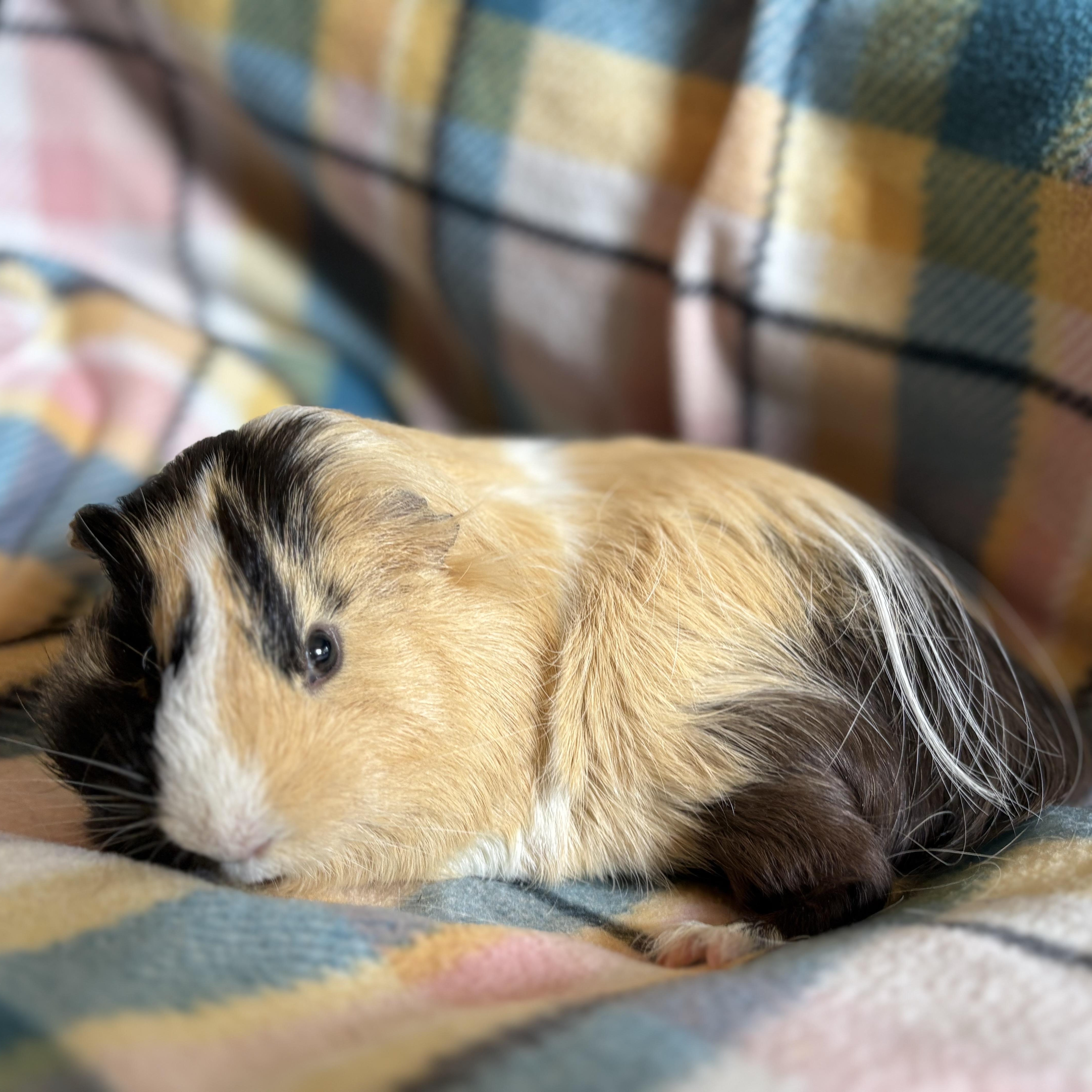 Preston, ADOPTABLE, Young Male Guinea Pig.