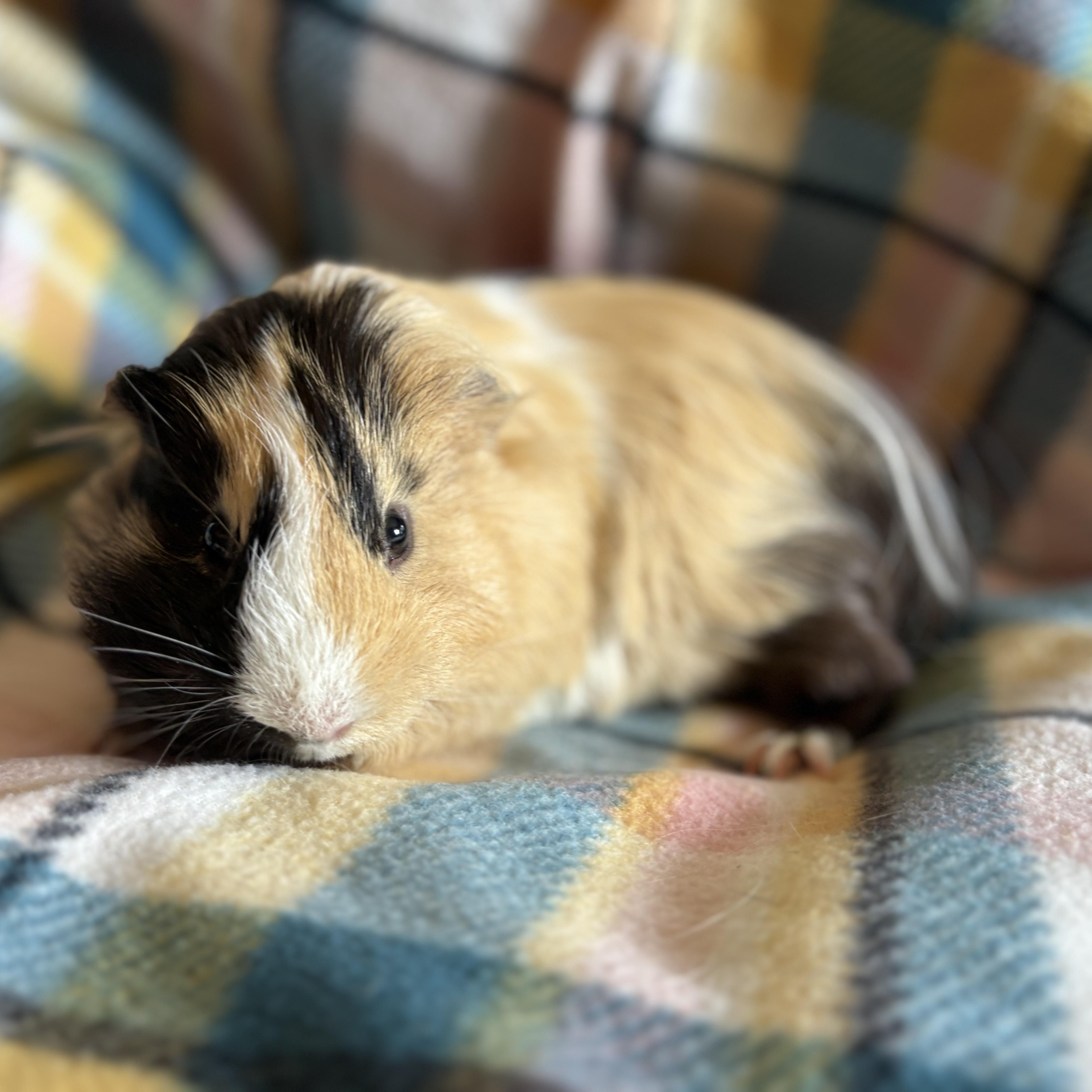 Preston, a ADOPTABLE Guinea Pig in Olympia, WA image 4/4