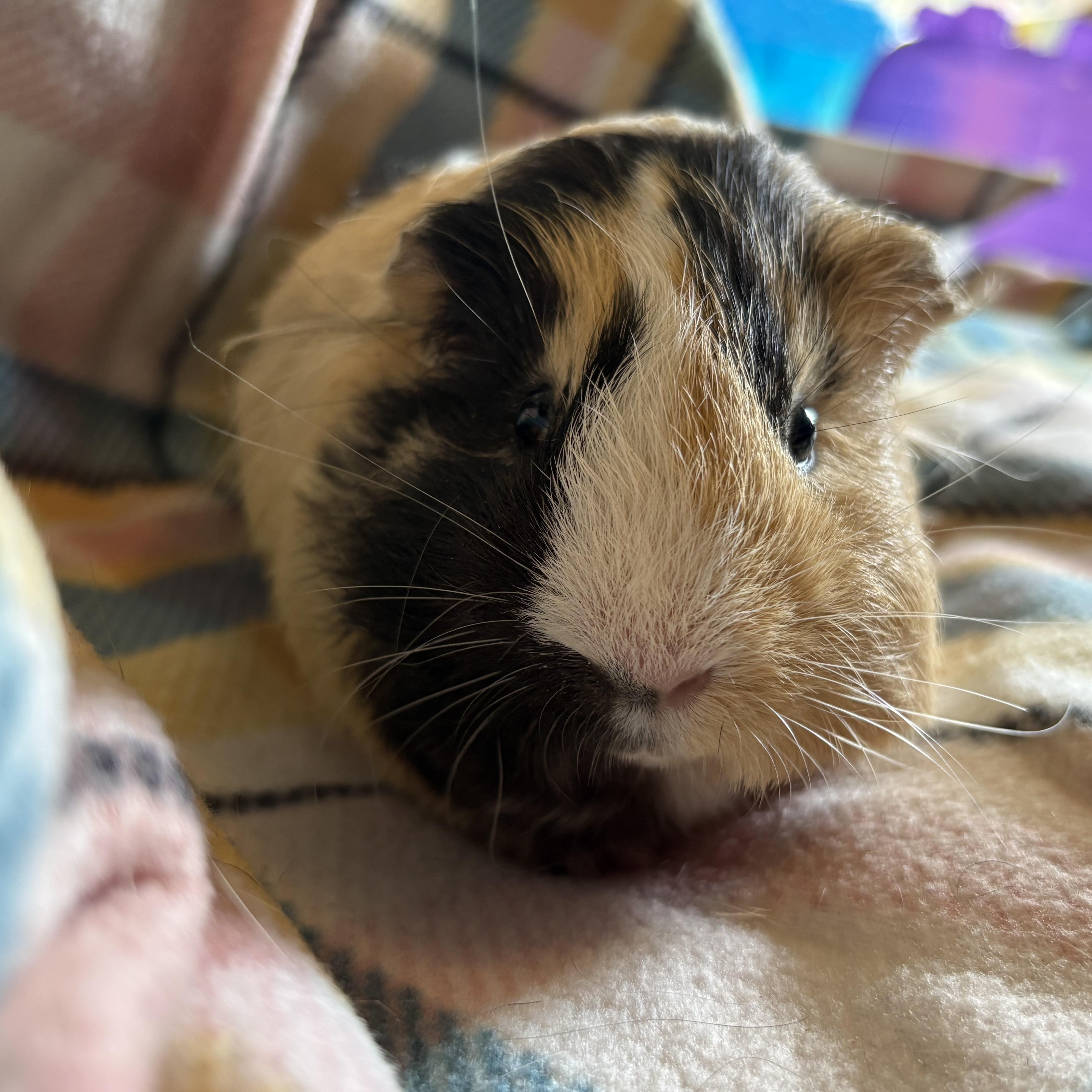 Preston, a ADOPTABLE Guinea Pig in Olympia, WA image 3/4