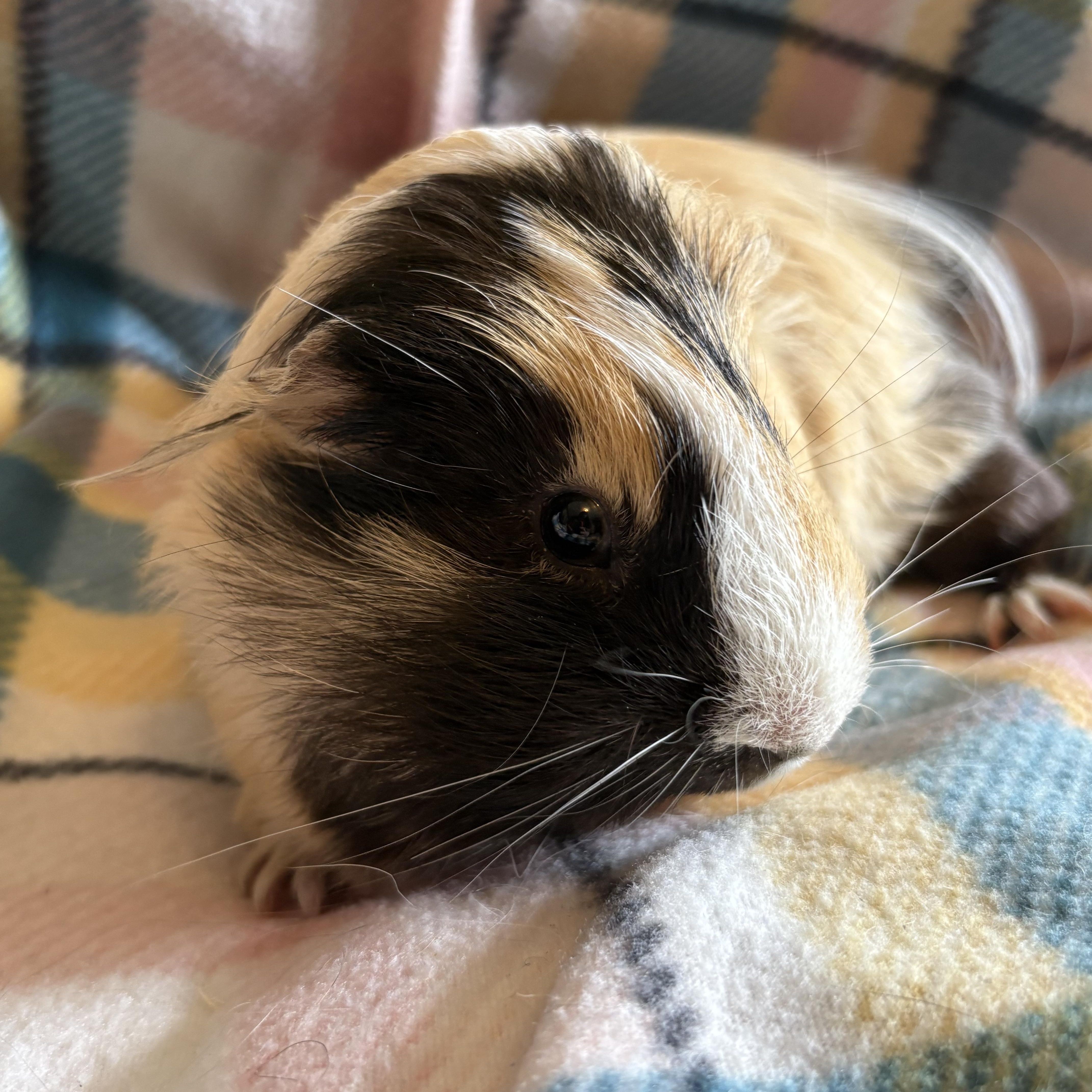 Preston, a ADOPTABLE Guinea Pig in Olympia, WA image 2/4