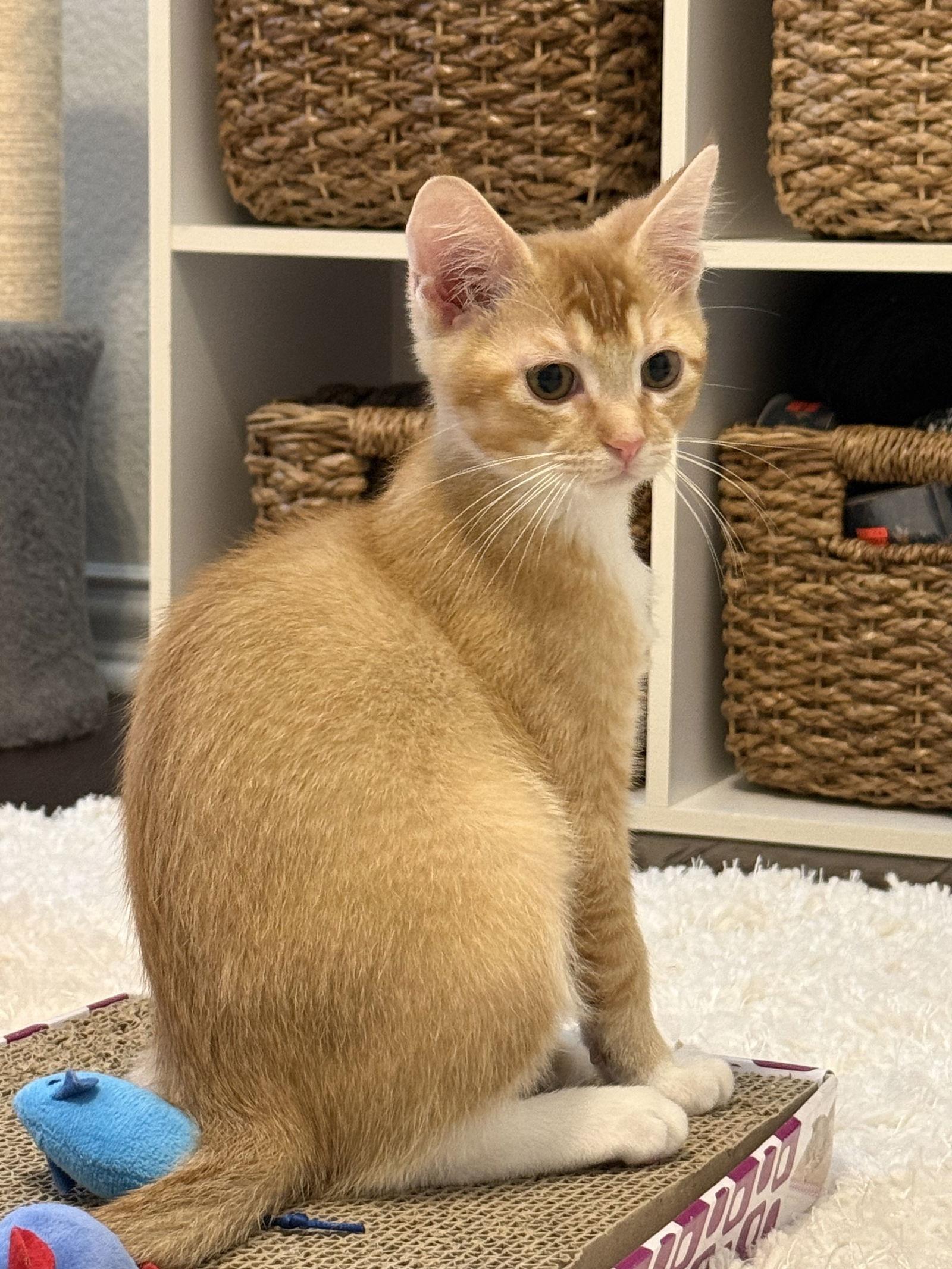 Blaze, a Adopted Tabby in McKinney, TX image 1/3