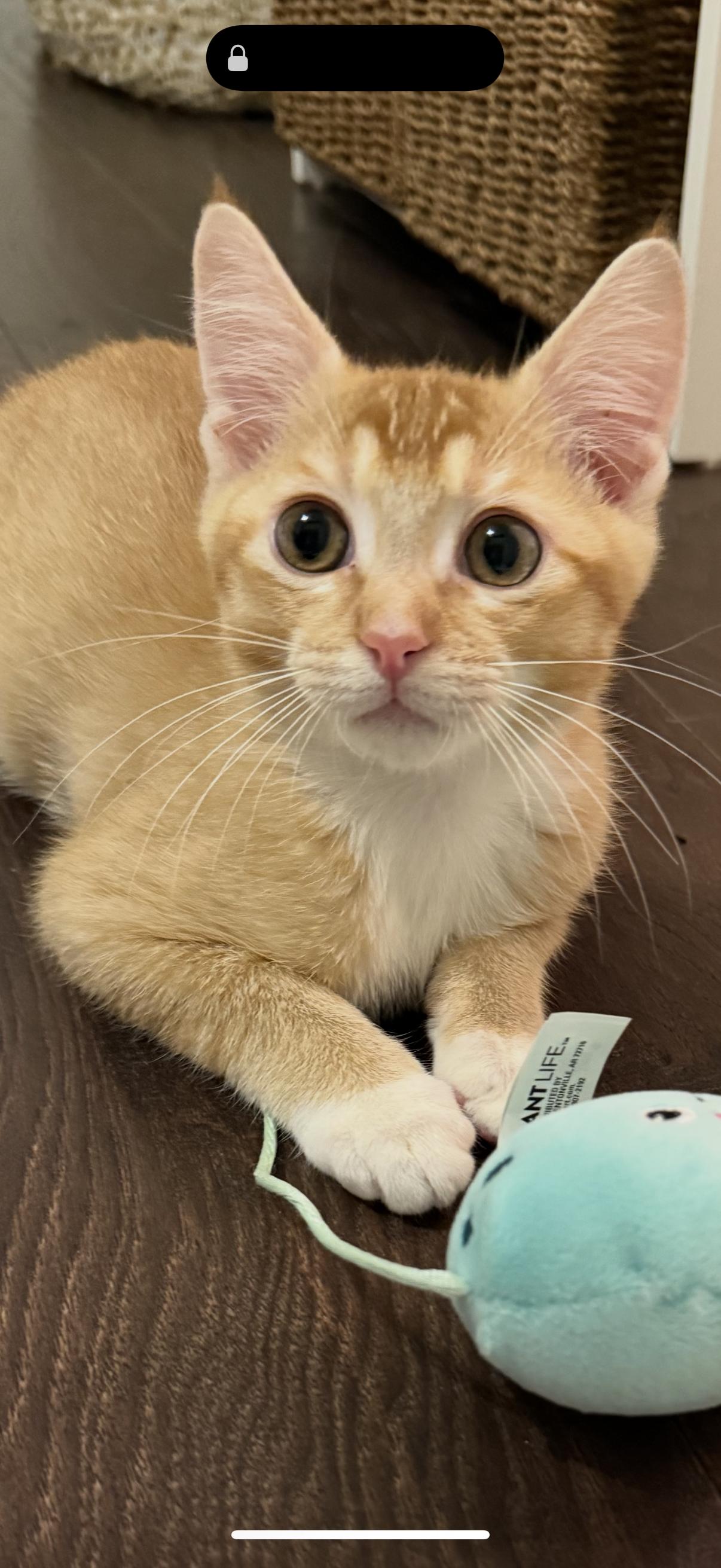 Blaze, Adopted, Young Male Tabby.