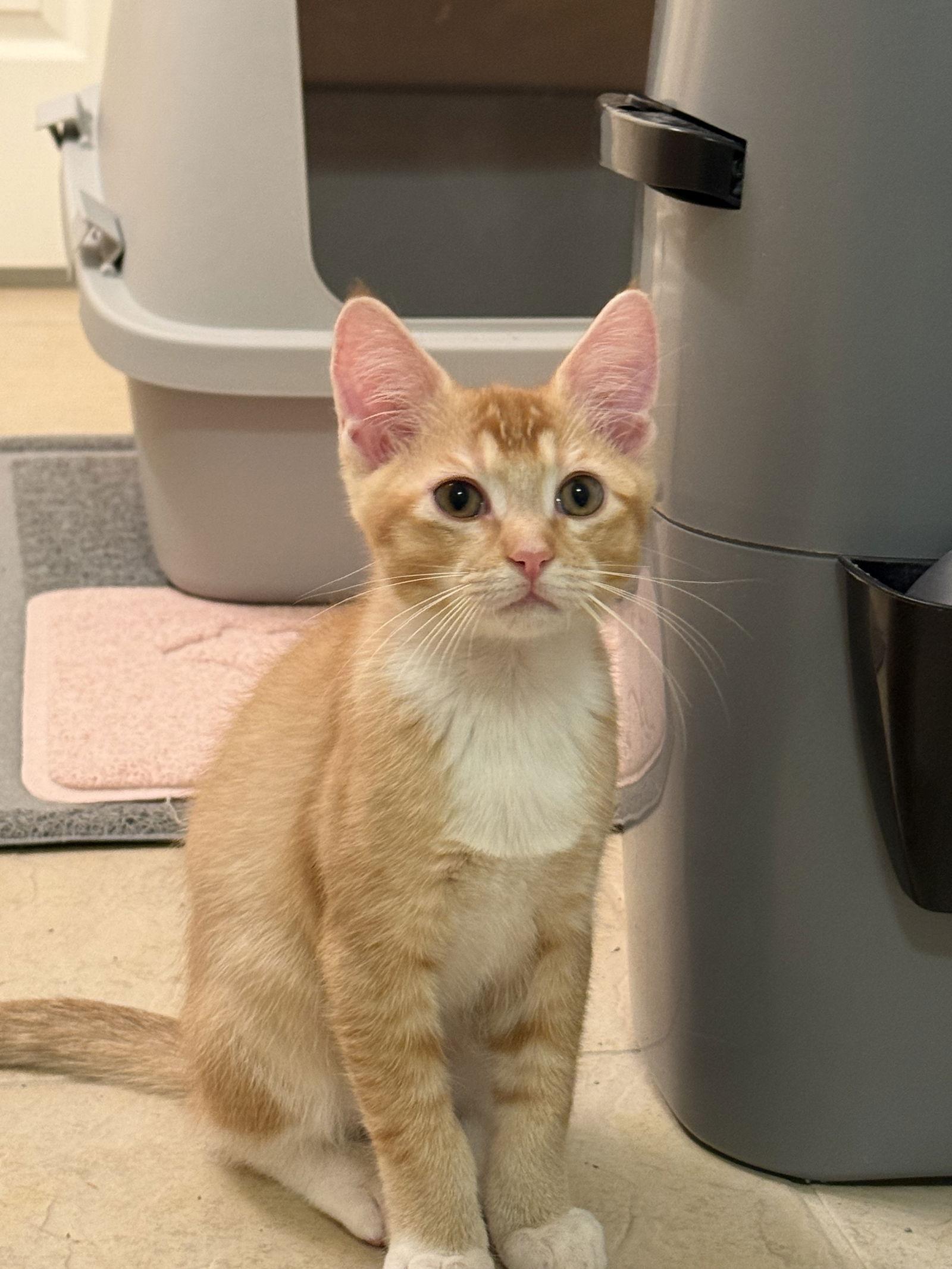 Blaze, a Adopted Tabby in McKinney, TX image 3/3