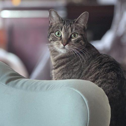 Sonata, a Adoptable Domestic Short Hair in Toms River, NJ image 1/6