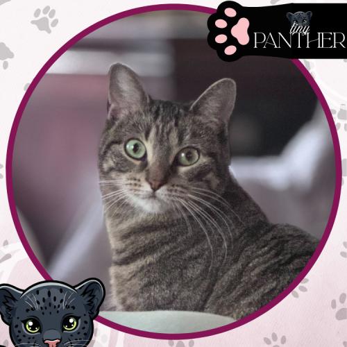 Sonata, a Adoptable Domestic Short Hair in Toms River, NJ image 2/6