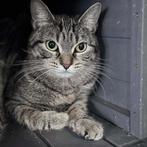 Sonata, a Adoptable Domestic Short Hair in Toms River, NJ image 3/6