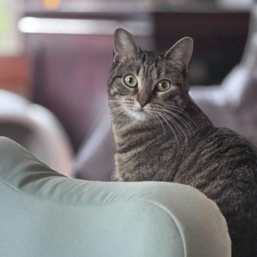 Sonata, a Adoptable Domestic Short Hair in Toms River, NJ image 4/6